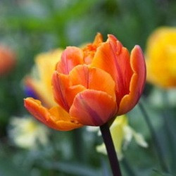 Tulipa Orange Princess, Tulip Orange Princess, Fragrant Tulips, orange Tulips